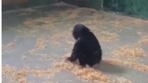 Детёныш шимпанзе смешно убирается в своём вольере