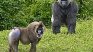 Дрил: Эту обезьяну в Африке любят так же, как мы говядину. Почему охота на «дикое» мясо может обернуться людям боком?