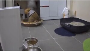 Швабра застала кота врасплох