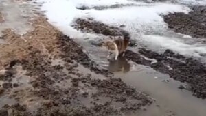 Кошка резвится в грязной луже