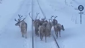 "Вот олени, в натуре олени!": в Якутии стадо не поделило дорогу с поездом