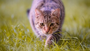 Славная охота кота