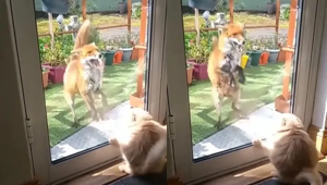 Домашний кот до чертиков напугал лисицу