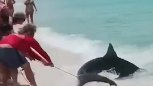 В США мужики поймали акулу и решили на ней покататься