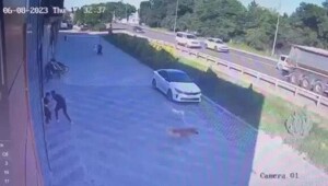 В Краснодаре парень отбил ребёнка у двух крупных собак