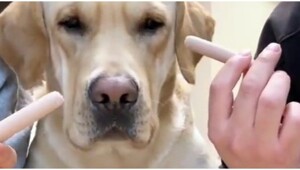 Пёс сделал разумный выбор