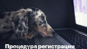 В России вводят обязательную регистрацию собак