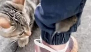 Мышонок спасся от кошки, спрятавшись в складке на штанах