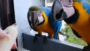 Женщина угощает попугаев бананом