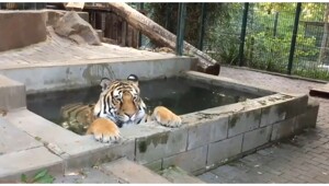 Тигру не дали расслабиться в бассейне