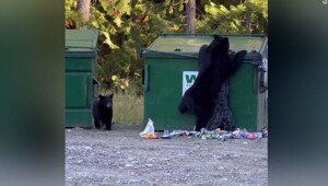 Мужчина помог выбраться застрявшему в мусорке медвежонку