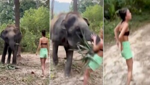 Слонёнок наказал наглую туристку, нарушившую границы его личного пространства
