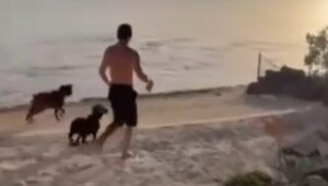 Рыба-пила попыталась атаковать собак на берегу