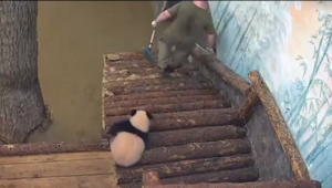Панда Катюша из Московского зоопарка мешает проводить уборку в своём вольере