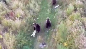 Хаски поселилась с медведями в тайге