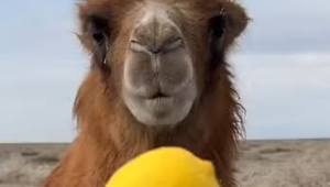 Верблюд впервые пробует лимон