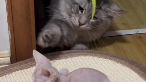 Кот изучает котёнка сфинкса