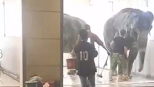 Слоны искупались на автомойке во Владикавказе