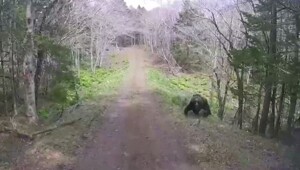 Медведь атаковал автомобиль с туристами