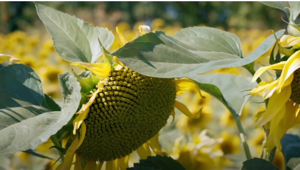 Песни Победы: "Смуглянка"