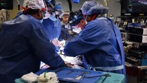 Мужчина с пересаженной от генетически модифицированной свиньи почкой умер через 2 месяца после операции