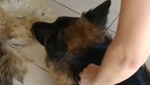 Собака начала оплакивать своего друга, посчитав, что он мёртв