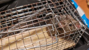 Как я ловил мышь самым гуманным способом