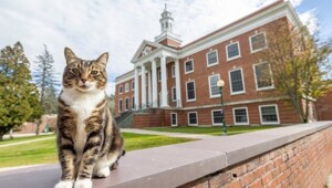 В&nbsp;американском вузе коту присвоили степень доктора наук