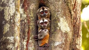 С добрым утром