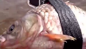 Рыбак прикрепил GoPro к карасю, чтобы найти щук