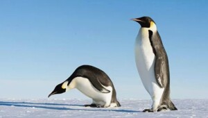 25 доказательств того, что Антарктида — самое безумное место на Земле