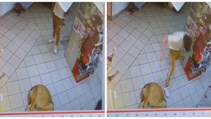 Мужчина ударил ножом собаку в Подмосковье