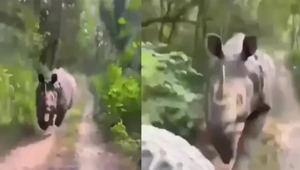 Носорог побежал за джипом с туристами и показал им, что такое настоящий экстрим