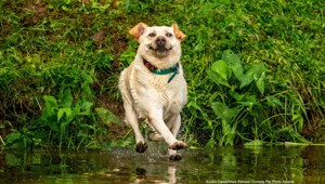 Comedy Pet Photography Awards-2