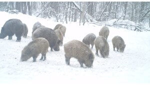 Волки охотятся на кабанов под Тюменью