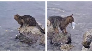 Плати налог: кота-рыбака застали врасплох