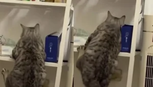 Кот пытается забраться на полку