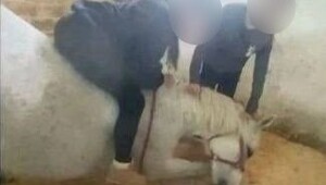 В Нижнем Новгороде ученицы конной школы избили лошадь и попали под проверку
