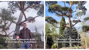 Сколько стоит посадить сосну на Рублёвке