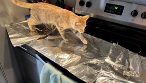 Коты и фольга – странное, но зачастую забавное сочетание