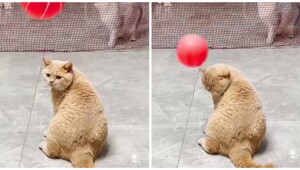 Неудачливый рыжий кот