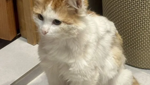 Котик с Донбасса