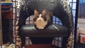 Коты-провокаторы: 20 ситуаций из жизни, когда хозяин едва сдерживает нервный тик