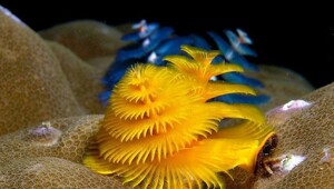 8 невероятно красивых морских существ