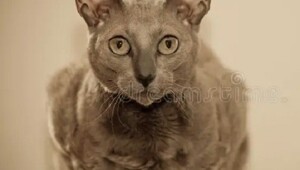 Кошки священные существа