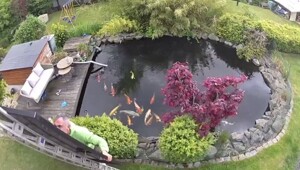 Эпичное падение мужчины в пруд с рыбой