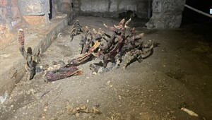 Жуткий гриб вырос в подвале дома в Ленинградской области