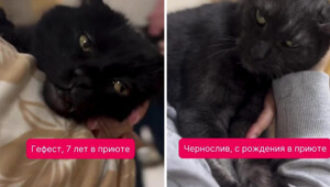 Как приютские коты радуются человеческому теплу