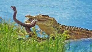 Короткая схватка крокодила и питона