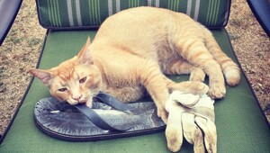 20 воришек, которых хочется простить с первой секунды кражи